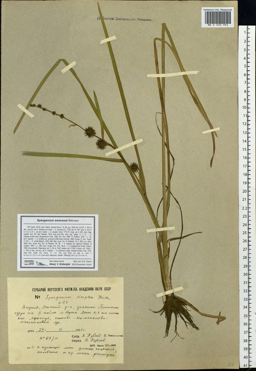 Sparganium emersum Rehmann, Siberia, Yakutia (S5) (Russia)