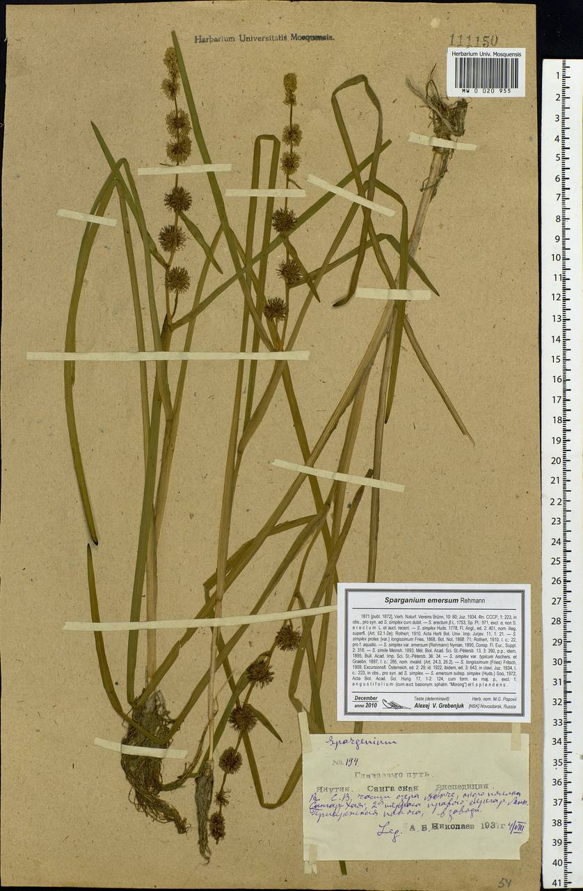 Sparganium emersum Rehmann, Siberia, Yakutia (S5) (Russia)