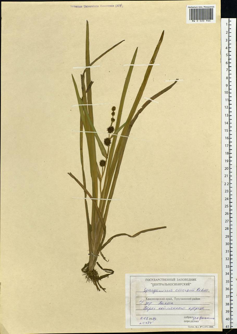 Sparganium emersum Rehmann, Siberia, Central Siberia (S3) (Russia)