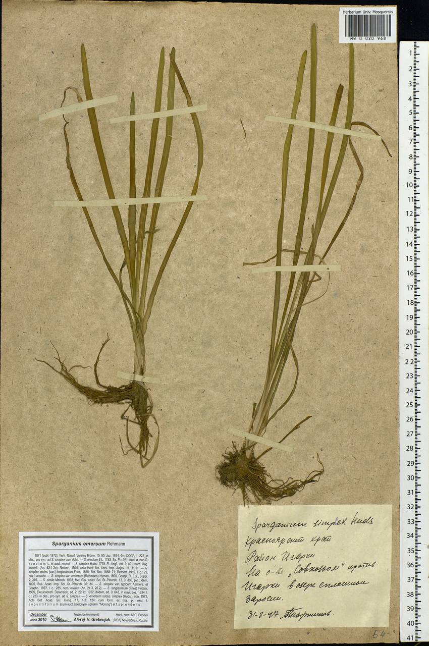 Sparganium emersum Rehmann, Siberia, Central Siberia (S3) (Russia)