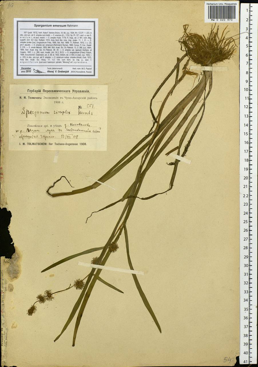 Sparganium emersum Rehmann, Siberia, Baikal & Transbaikal region (S4) (Russia)