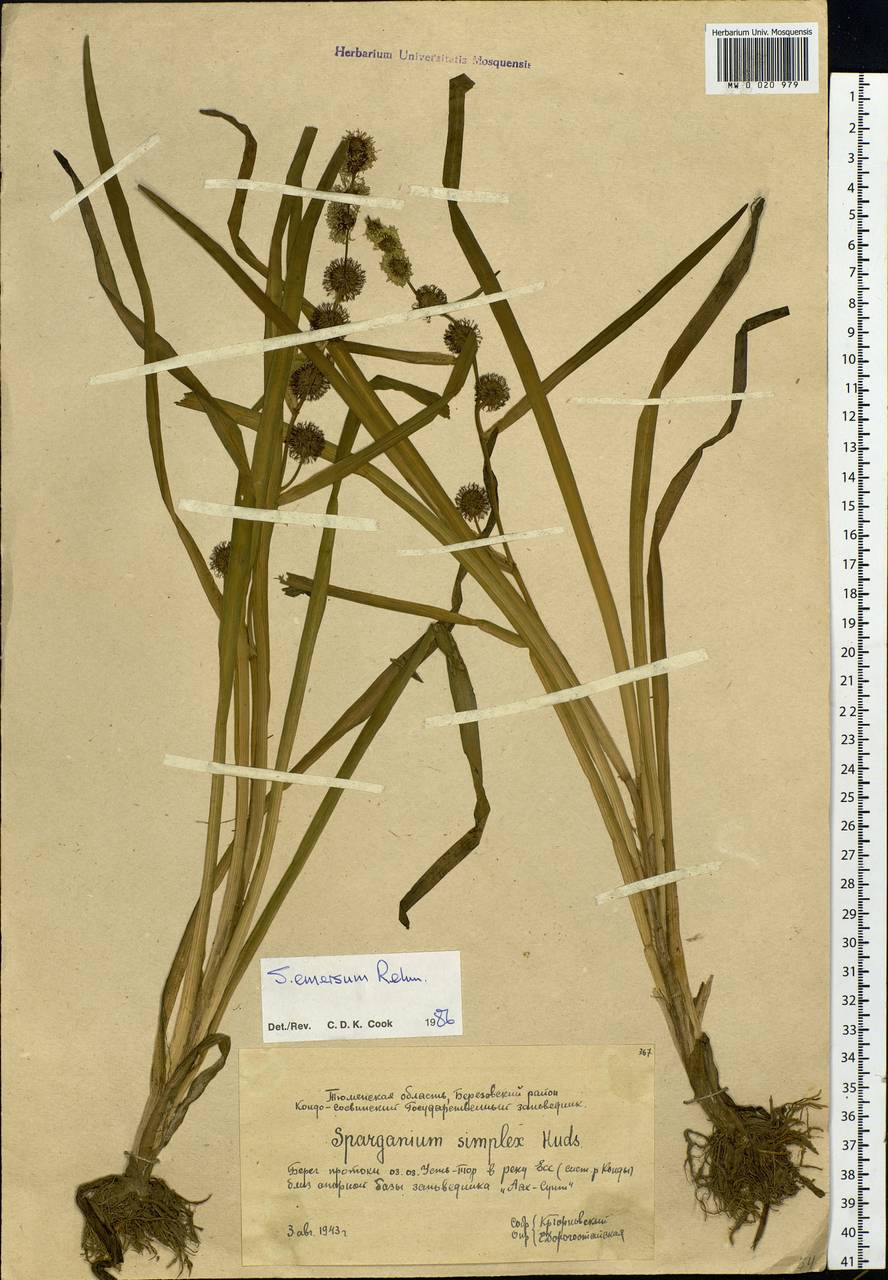 Sparganium emersum Rehmann, Siberia, Western Siberia (S1) (Russia)