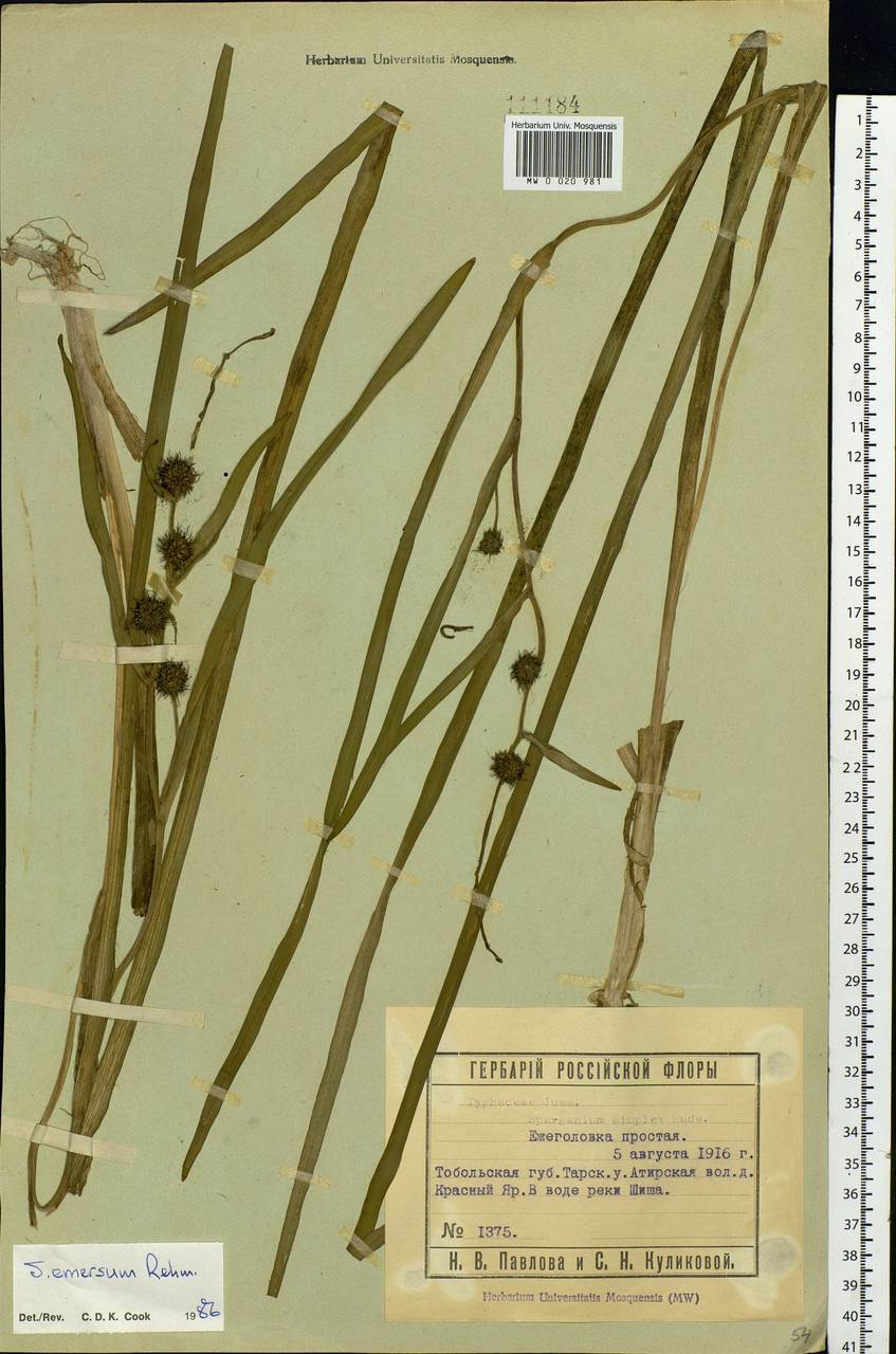 Sparganium emersum Rehmann, Siberia, Western Siberia (S1) (Russia)