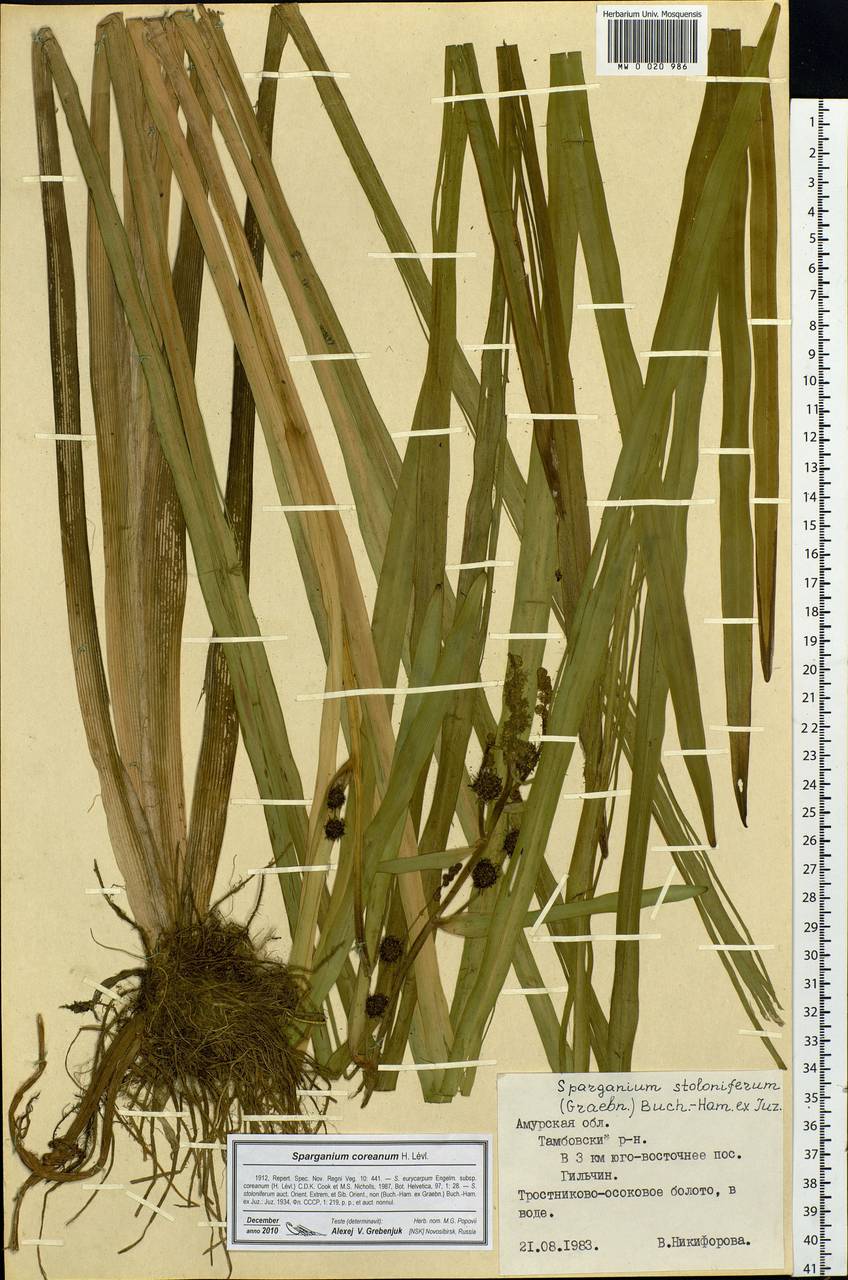Sparganium eurycarpum subsp. coreanum (H.Lév.) C.D.K.Cook & M.S.Nicholls, Siberia, Russian Far East (S6) (Russia)