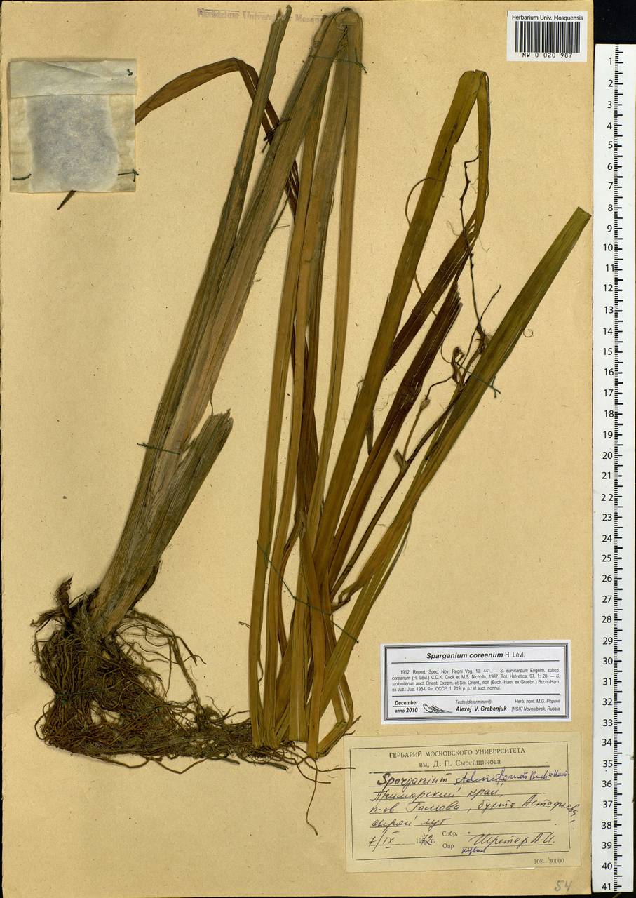 Sparganium eurycarpum subsp. coreanum (H.Lév.) C.D.K.Cook & M.S.Nicholls, Siberia, Russian Far East (S6) (Russia)