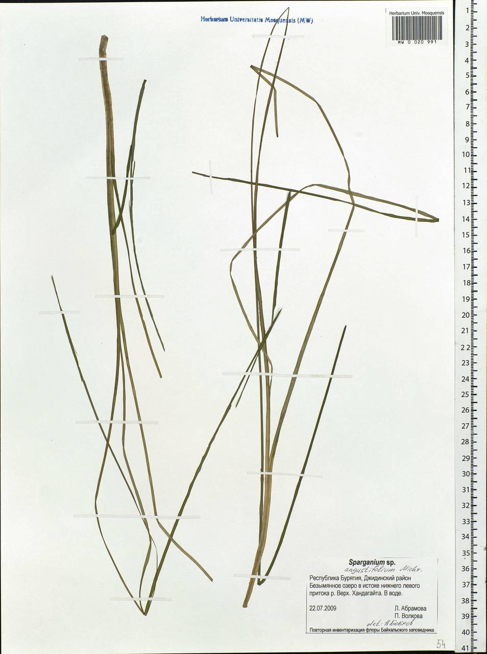 Sparganium angustifolium Michx., Siberia, Baikal & Transbaikal region (S4) (Russia)