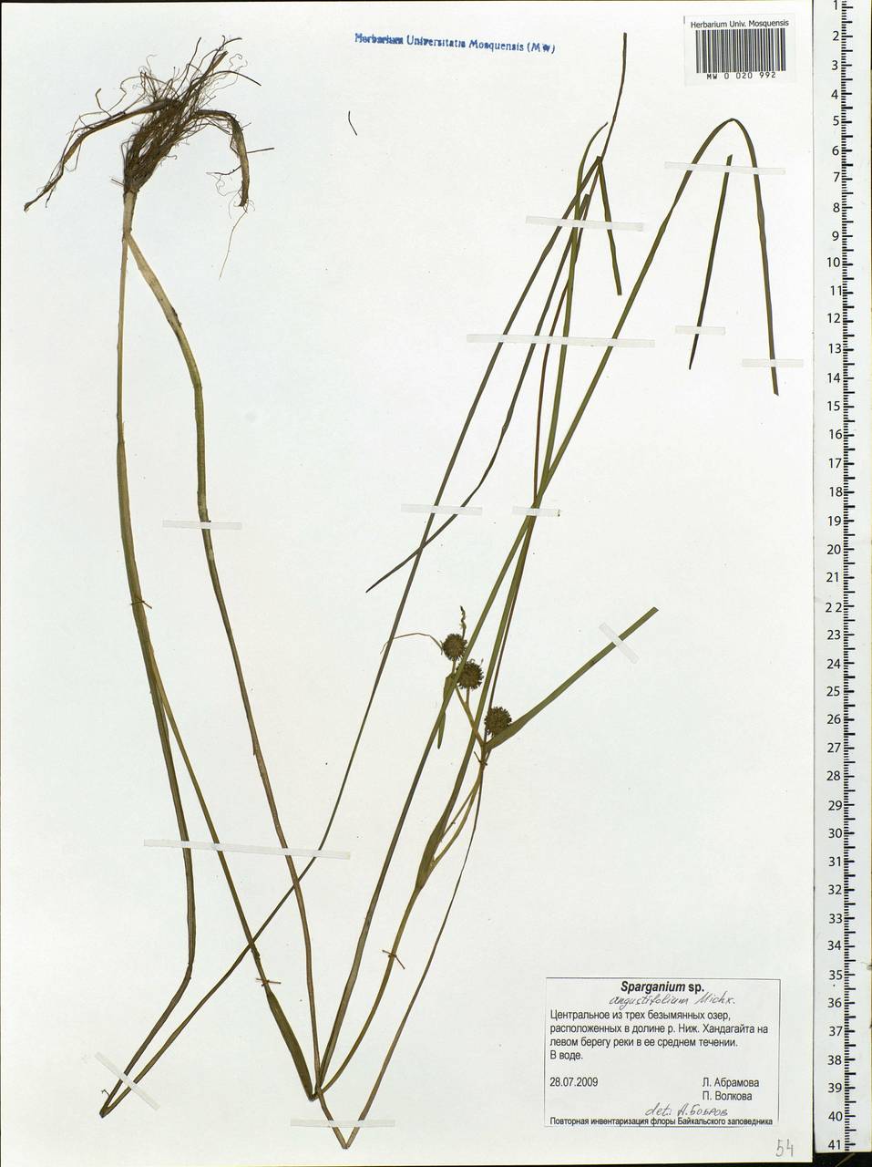 Sparganium angustifolium Michx., Siberia, Baikal & Transbaikal region (S4) (Russia)