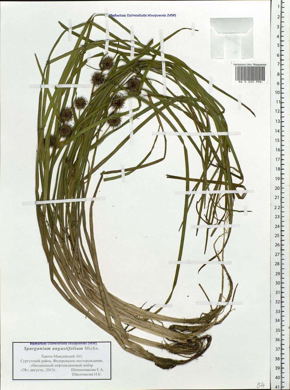 Sparganium angustifolium Michx., Siberia, Western Siberia (S1) (Russia)