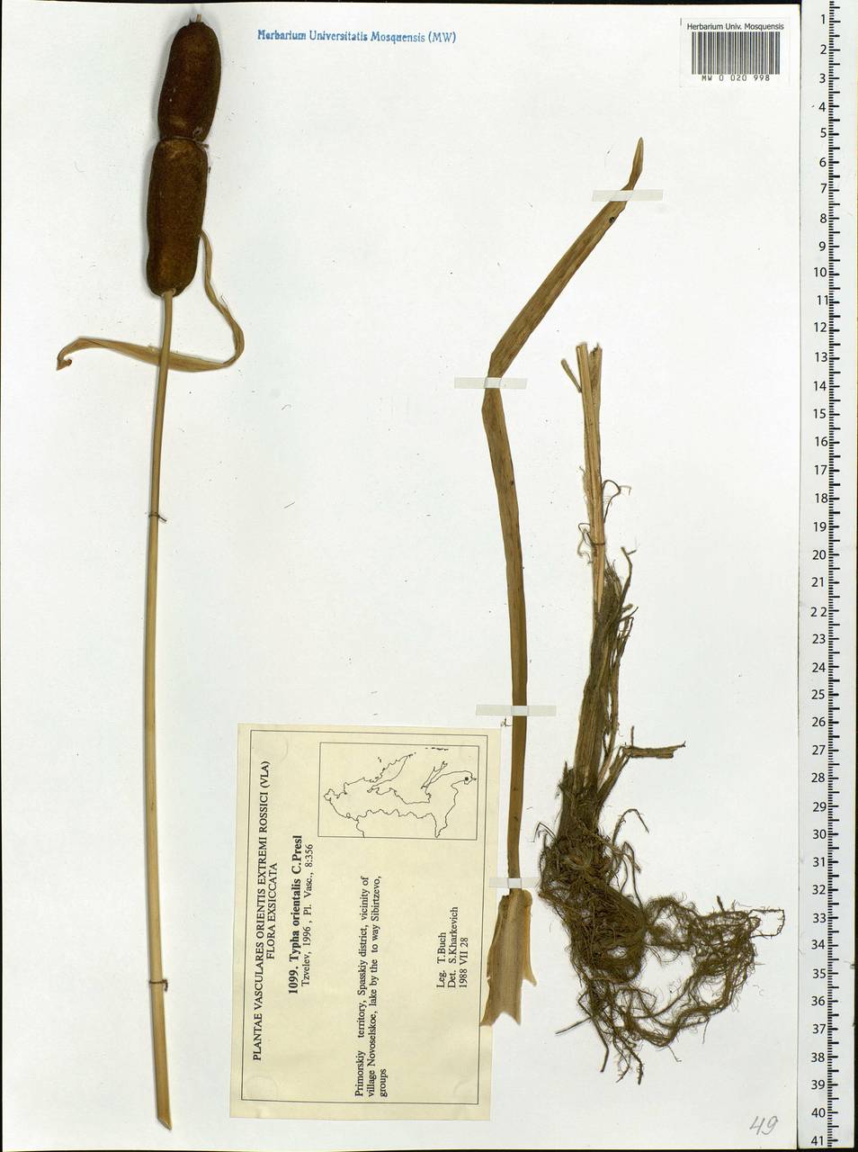 Typha orientalis C.Presl, Siberia, Russian Far East (S6) (Russia)
