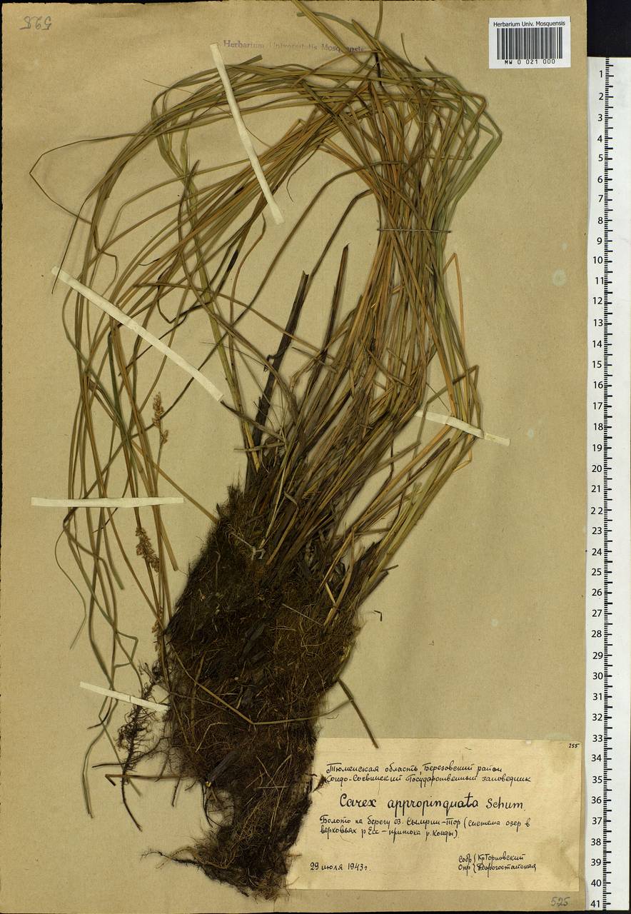 Carex appropinquata Schumach., Siberia, Western Siberia (S1) (Russia)