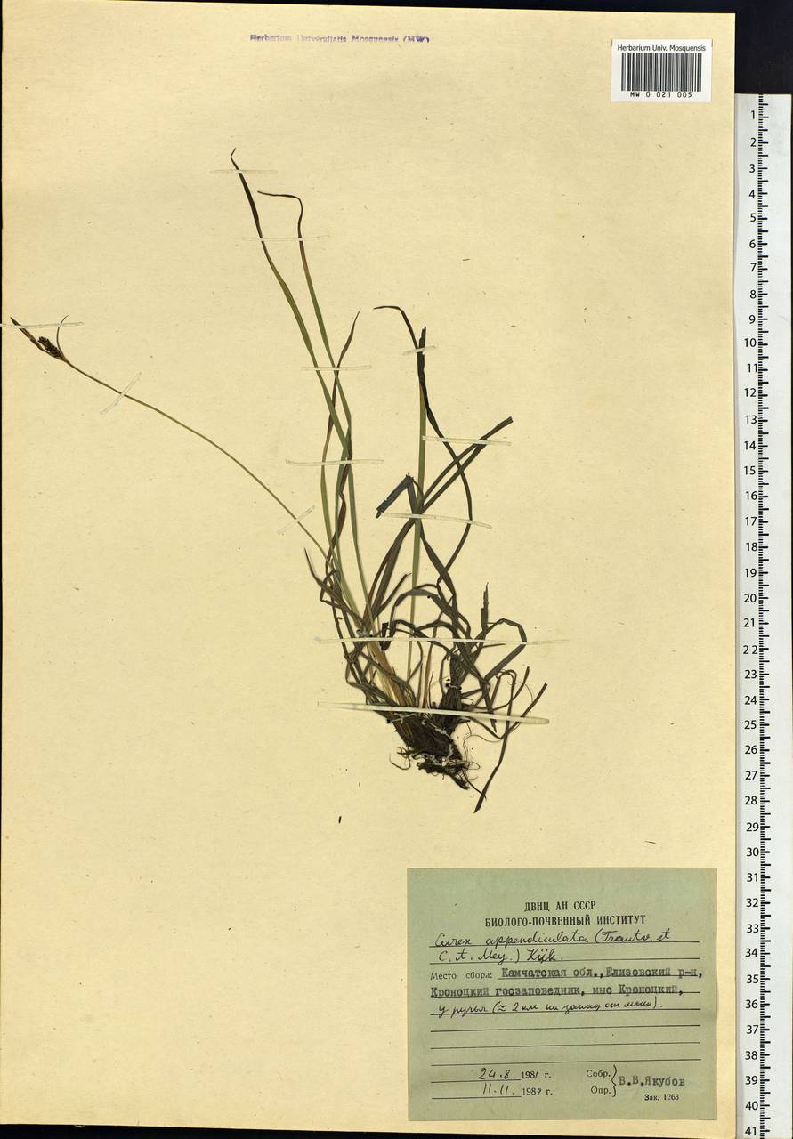 Carex appendiculata (Trautv. & C.A.Mey.) Kük., Siberia, Chukotka & Kamchatka (S7) (Russia)