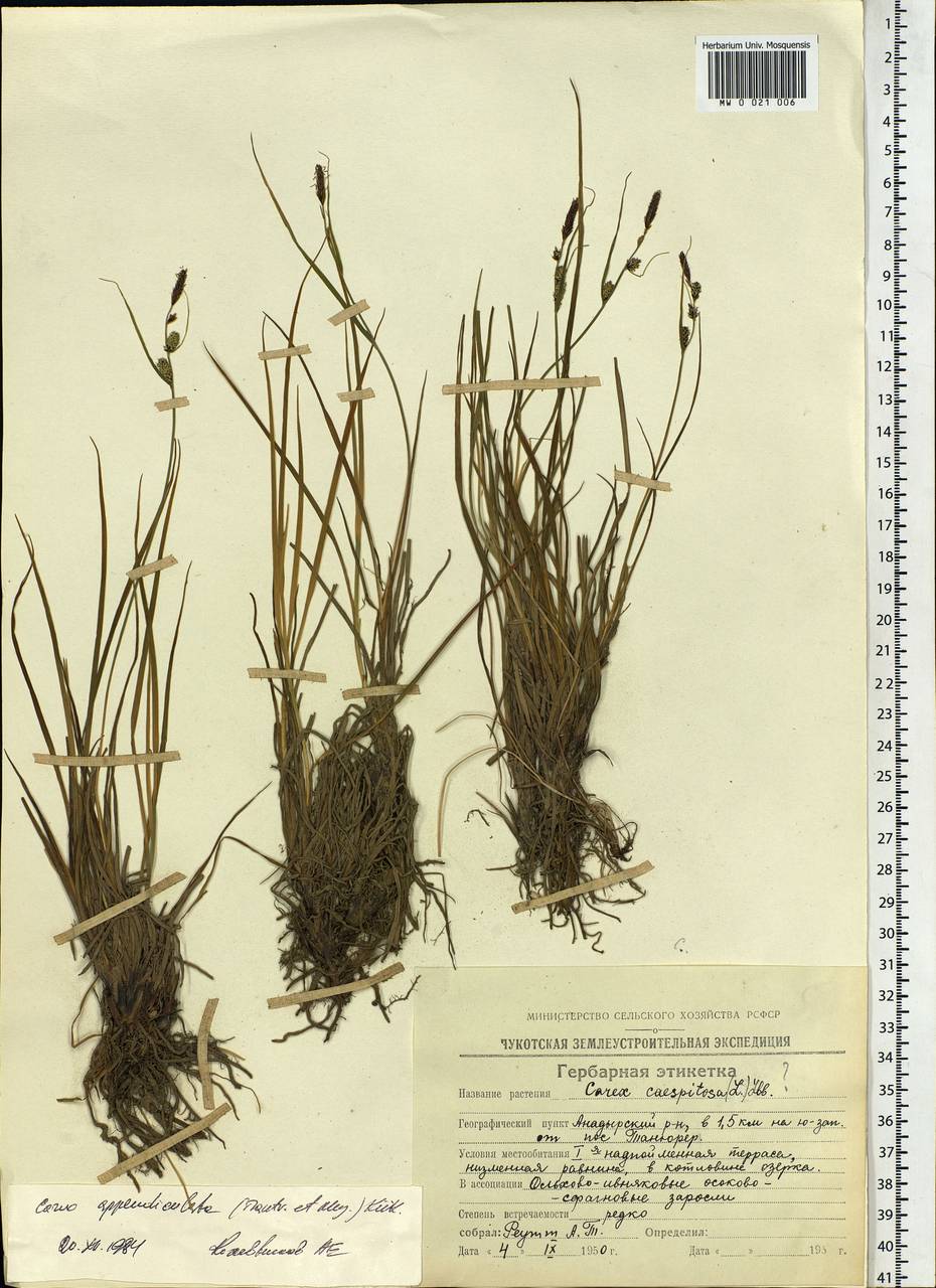 Carex appendiculata (Trautv. & C.A.Mey.) Kük., Siberia, Chukotka & Kamchatka (S7) (Russia)