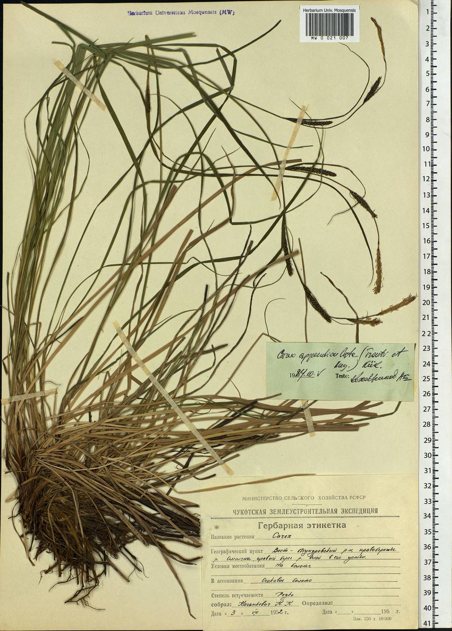 Carex appendiculata (Trautv. & C.A.Mey.) Kük., Siberia, Chukotka & Kamchatka (S7) (Russia)