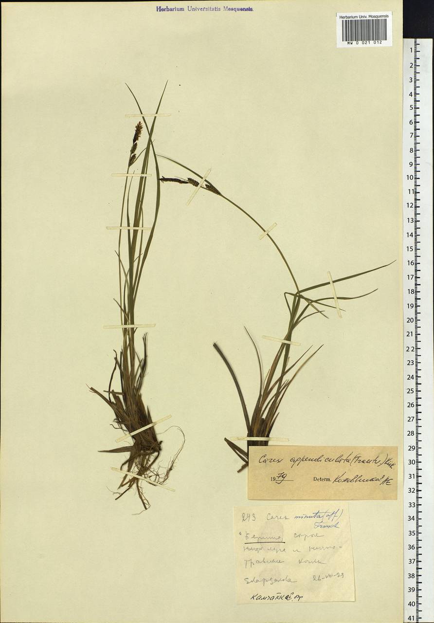 Carex appendiculata (Trautv. & C.A.Mey.) Kük., Siberia, Chukotka & Kamchatka (S7) (Russia)