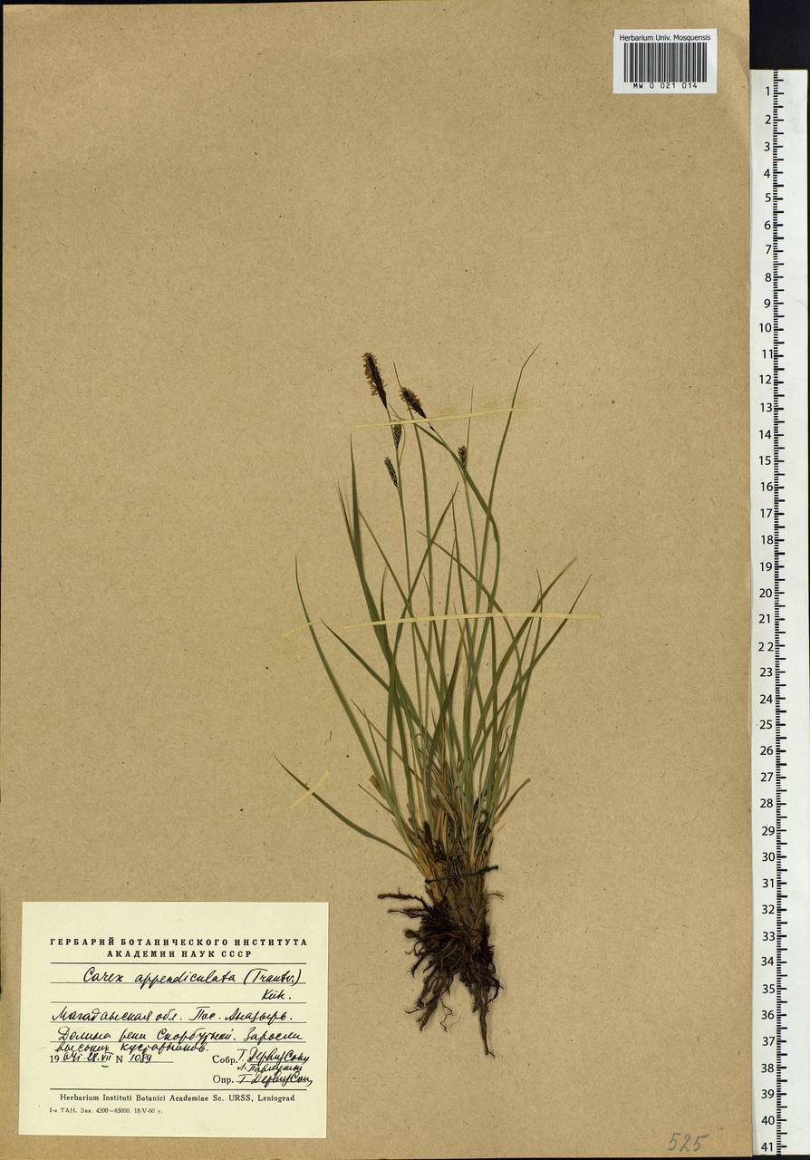 Carex appendiculata (Trautv. & C.A.Mey.) Kük., Siberia, Chukotka & Kamchatka (S7) (Russia)