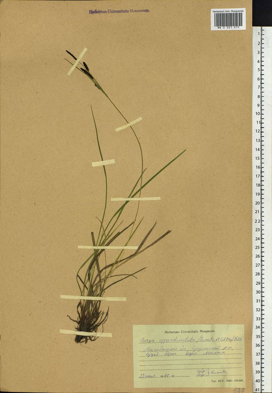 Carex appendiculata (Trautv. & C.A.Mey.) Kük., Siberia, Chukotka & Kamchatka (S7) (Russia)