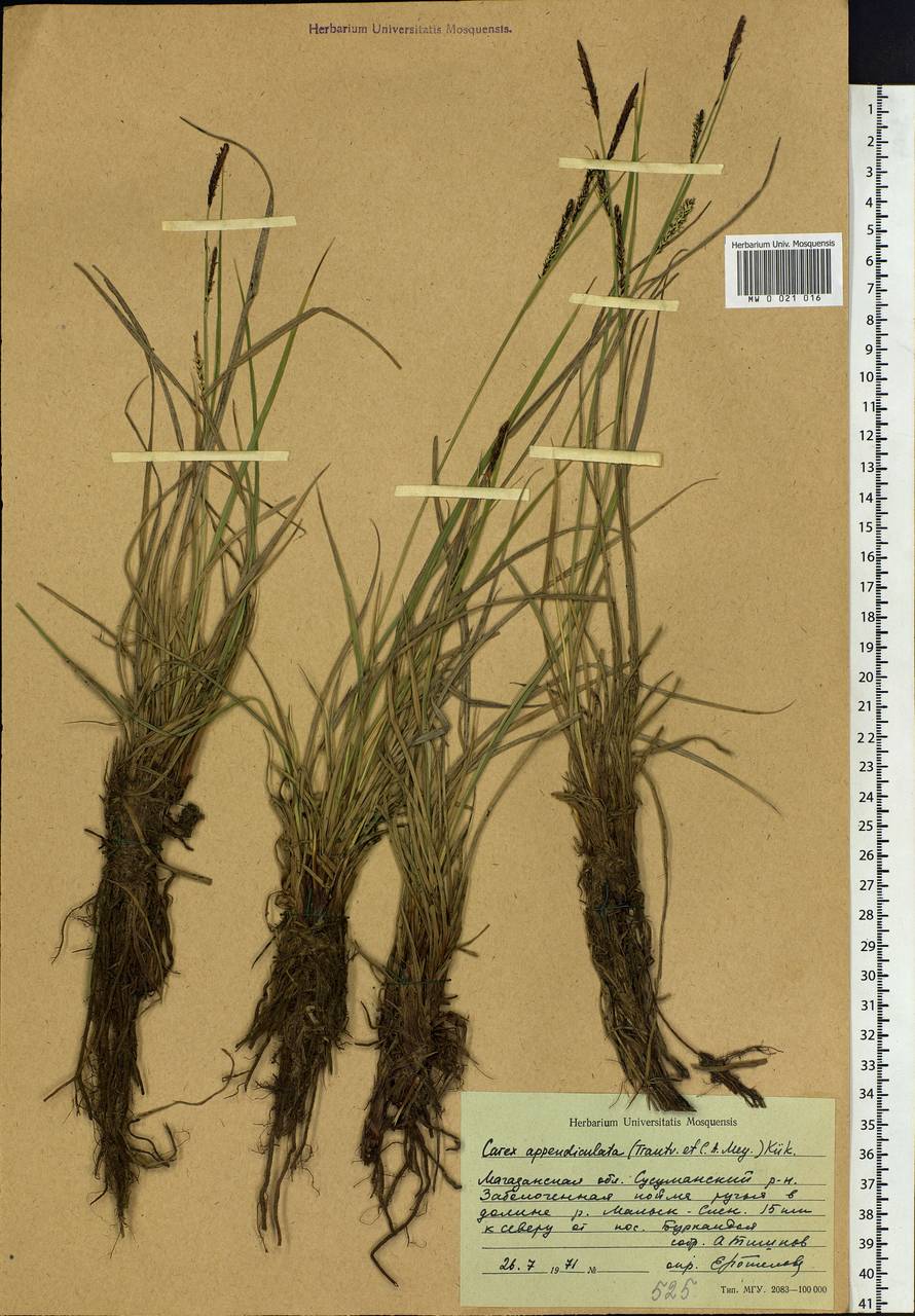 Carex appendiculata (Trautv. & C.A.Mey.) Kük., Siberia, Chukotka & Kamchatka (S7) (Russia)