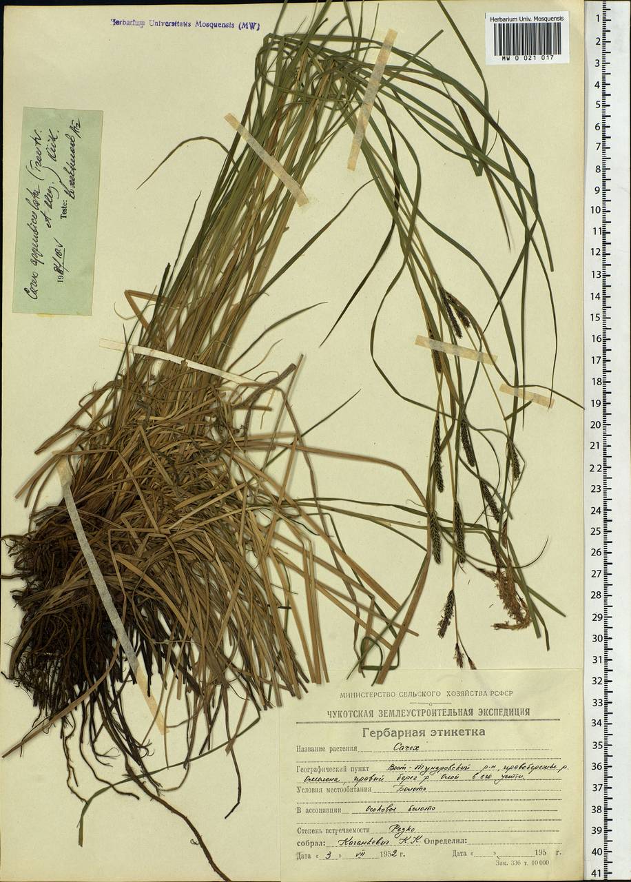 Carex appendiculata (Trautv. & C.A.Mey.) Kük., Siberia, Chukotka & Kamchatka (S7) (Russia)