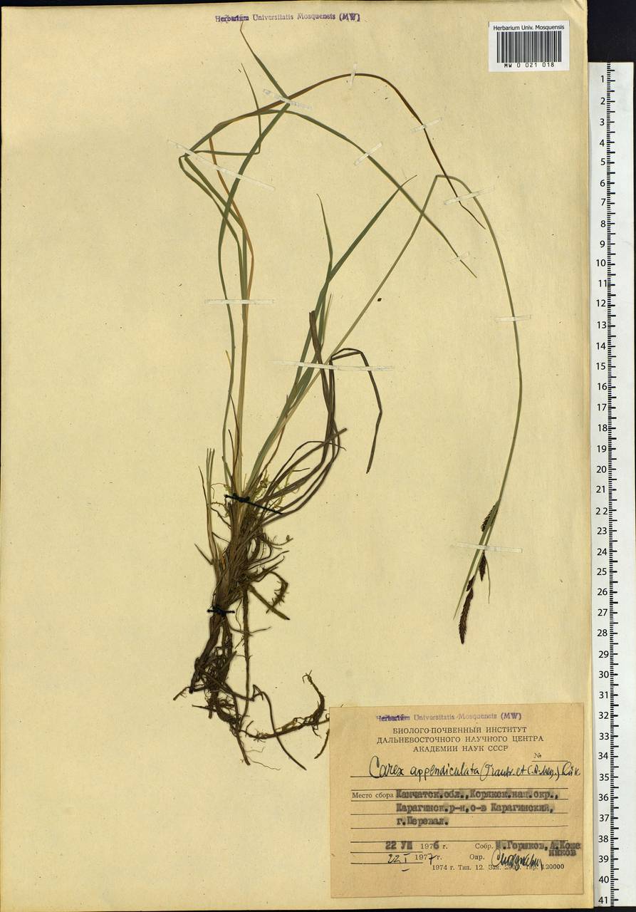 Carex appendiculata (Trautv. & C.A.Mey.) Kük., Siberia, Chukotka & Kamchatka (S7) (Russia)