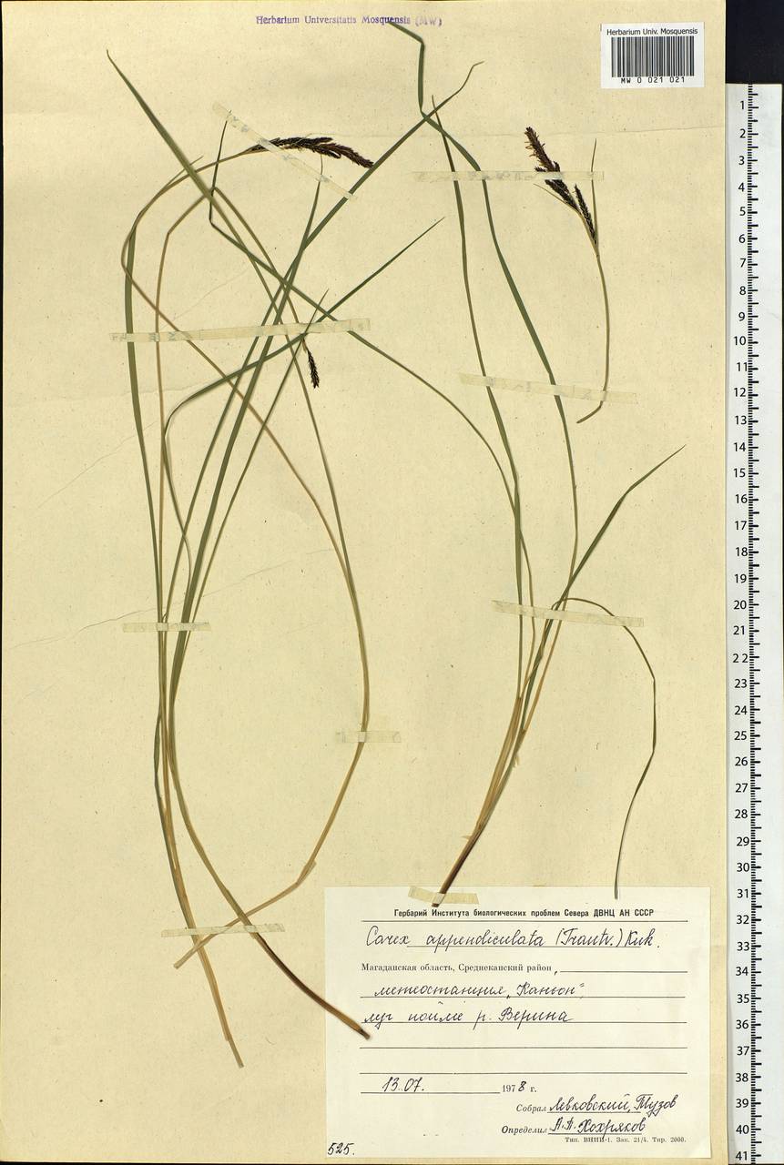 Carex appendiculata (Trautv. & C.A.Mey.) Kük., Siberia, Chukotka & Kamchatka (S7) (Russia)