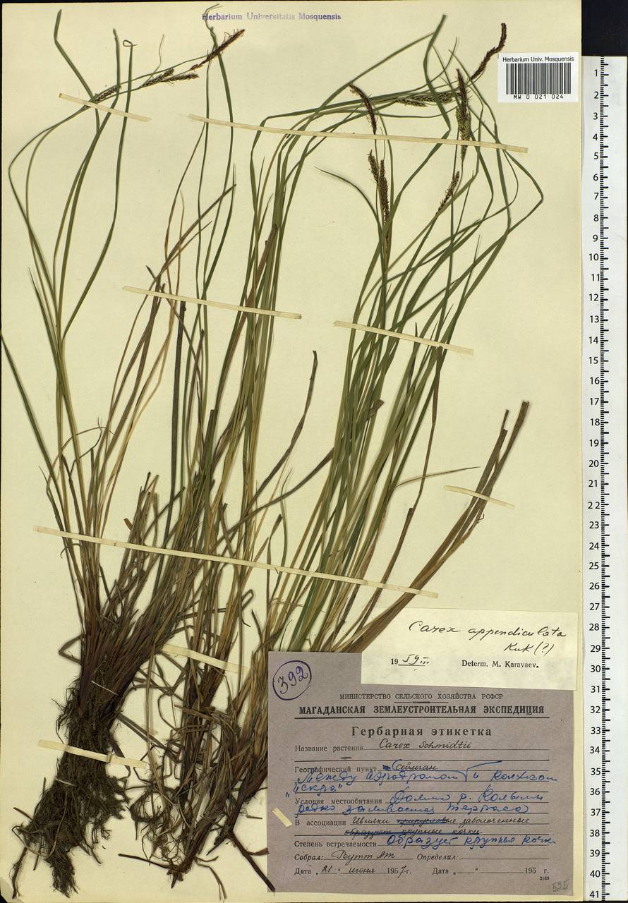 Carex appendiculata (Trautv. & C.A.Mey.) Kük., Siberia, Chukotka & Kamchatka (S7) (Russia)