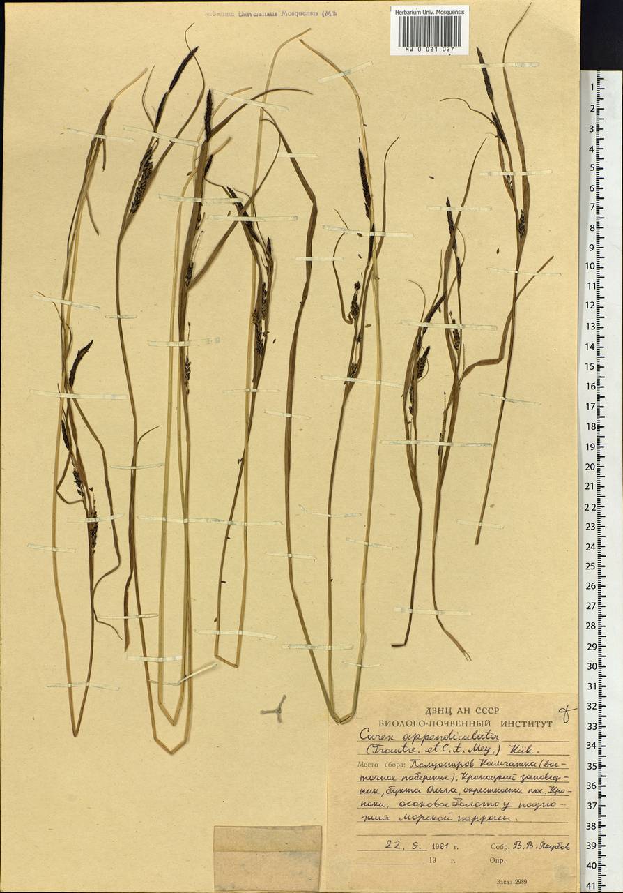 Carex appendiculata (Trautv. & C.A.Mey.) Kük., Siberia, Chukotka & Kamchatka (S7) (Russia)