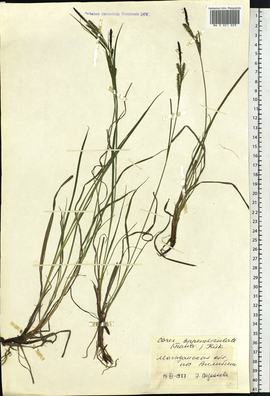 Carex appendiculata (Trautv. & C.A.Mey.) Kük., Siberia, Chukotka & Kamchatka (S7) (Russia)