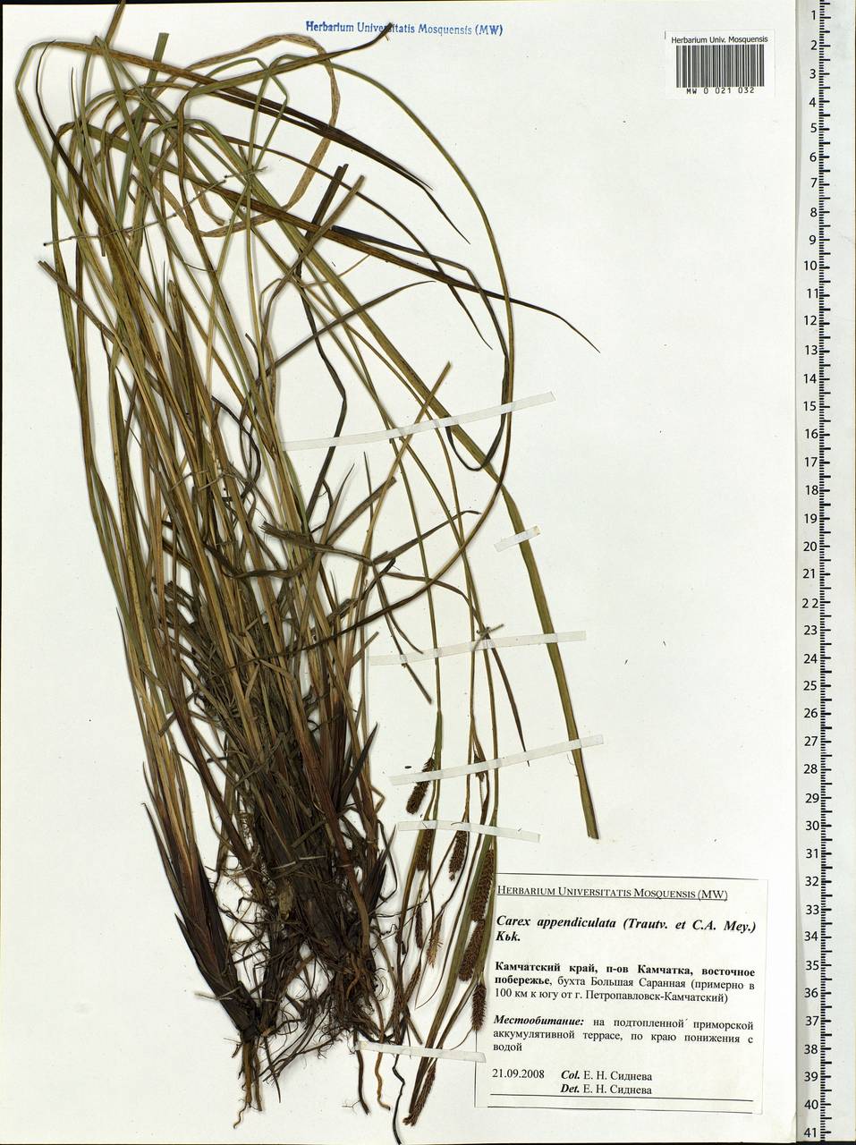 Carex appendiculata (Trautv. & C.A.Mey.) Kük., Siberia, Chukotka & Kamchatka (S7) (Russia)