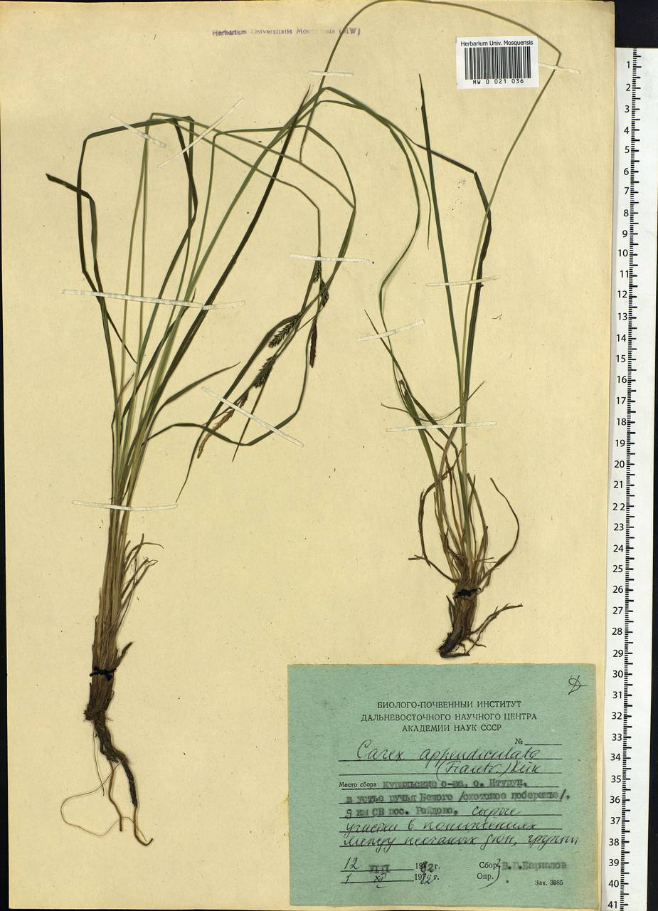 Carex appendiculata (Trautv. & C.A.Mey.) Kük., Siberia, Russian Far East (S6) (Russia)