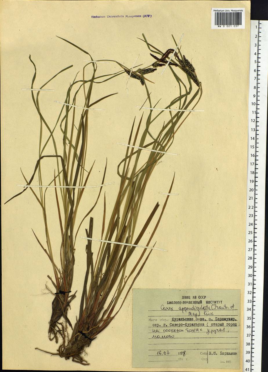 Carex appendiculata (Trautv. & C.A.Mey.) Kük., Siberia, Russian Far East (S6) (Russia)