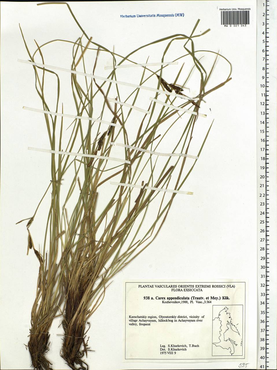 Carex appendiculata (Trautv. & C.A.Mey.) Kük., Siberia, Chukotka & Kamchatka (S7) (Russia)
