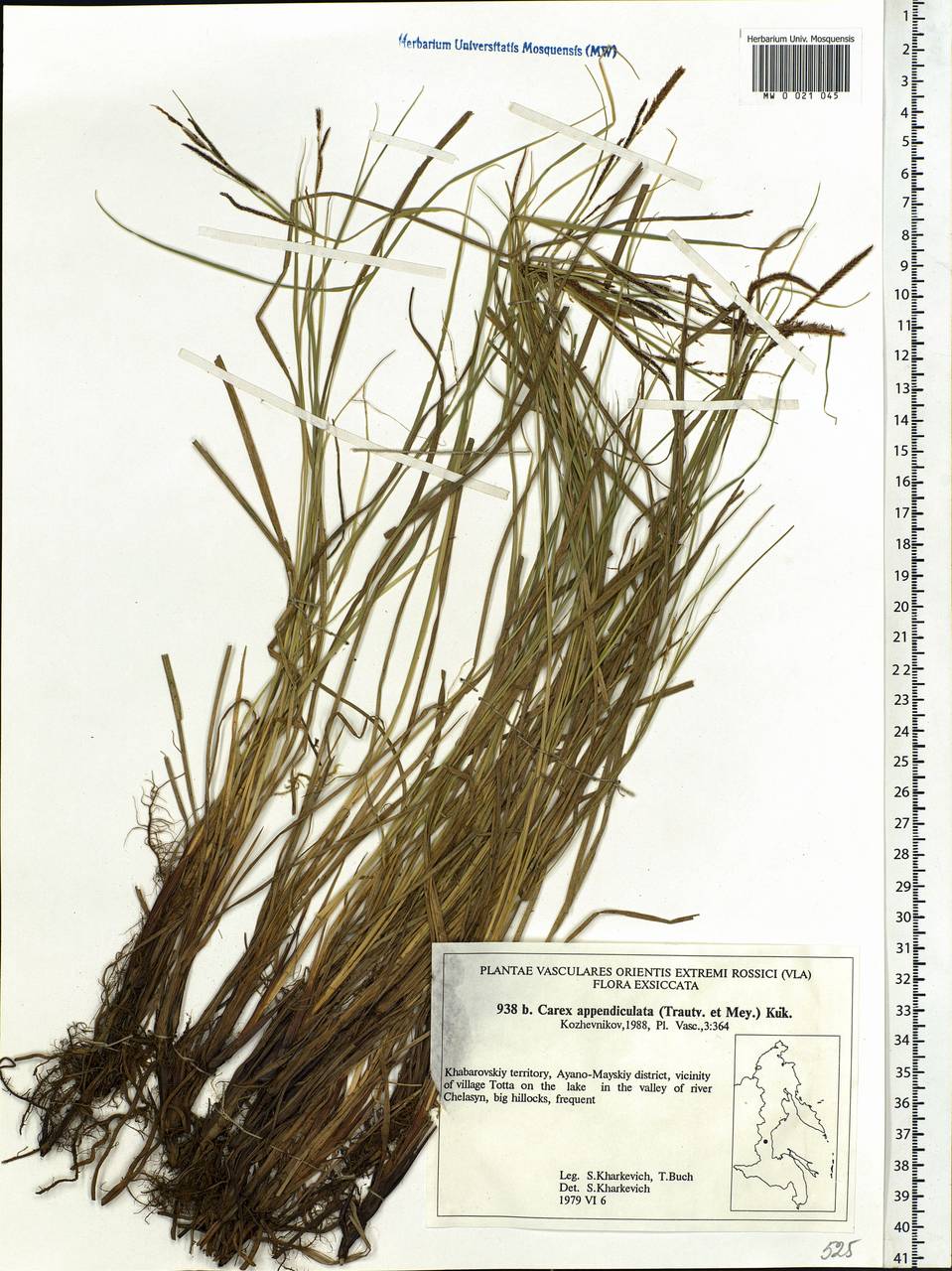Carex appendiculata (Trautv. & C.A.Mey.) Kük., Siberia, Russian Far East (S6) (Russia)