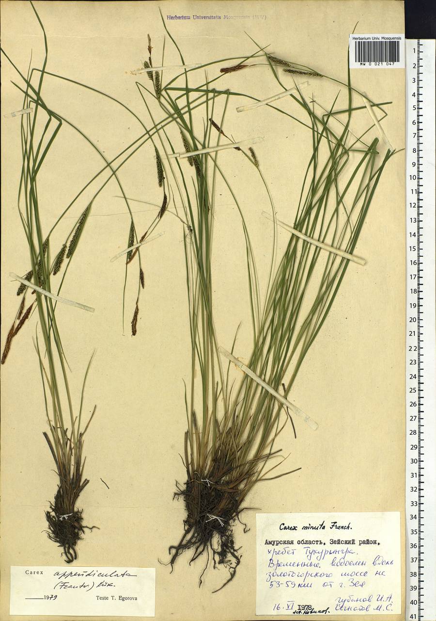 Carex appendiculata (Trautv. & C.A.Mey.) Kük., Siberia, Russian Far East (S6) (Russia)