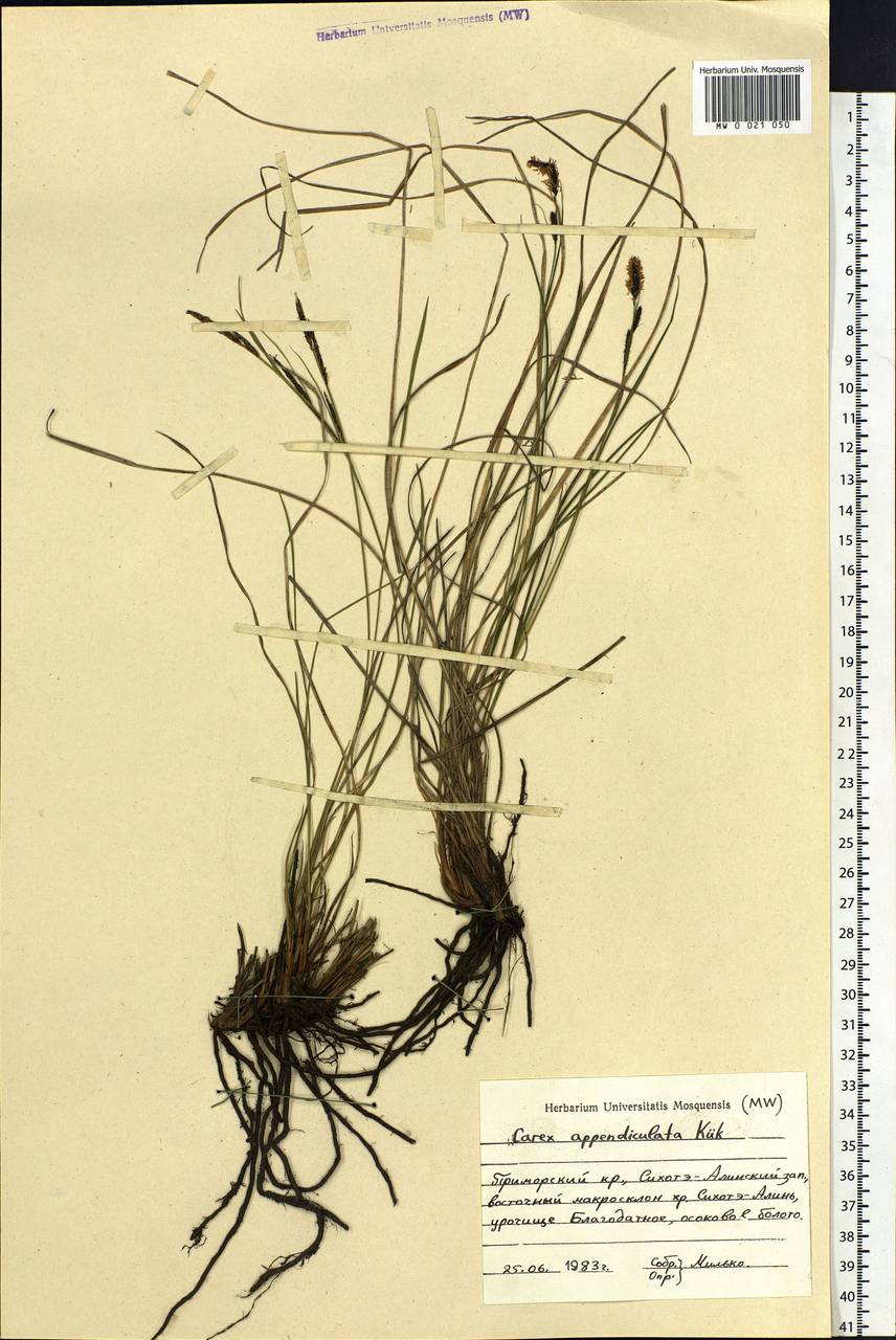 Carex appendiculata (Trautv. & C.A.Mey.) Kük., Siberia, Russian Far East (S6) (Russia)