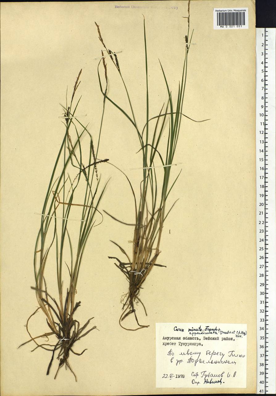 Carex appendiculata (Trautv. & C.A.Mey.) Kük., Siberia, Russian Far East (S6) (Russia)