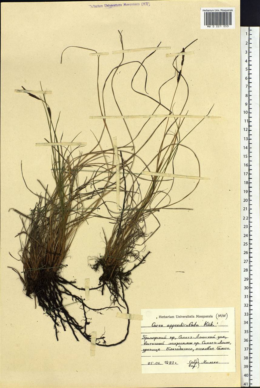 Carex appendiculata (Trautv. & C.A.Mey.) Kük., Siberia, Russian Far East (S6) (Russia)
