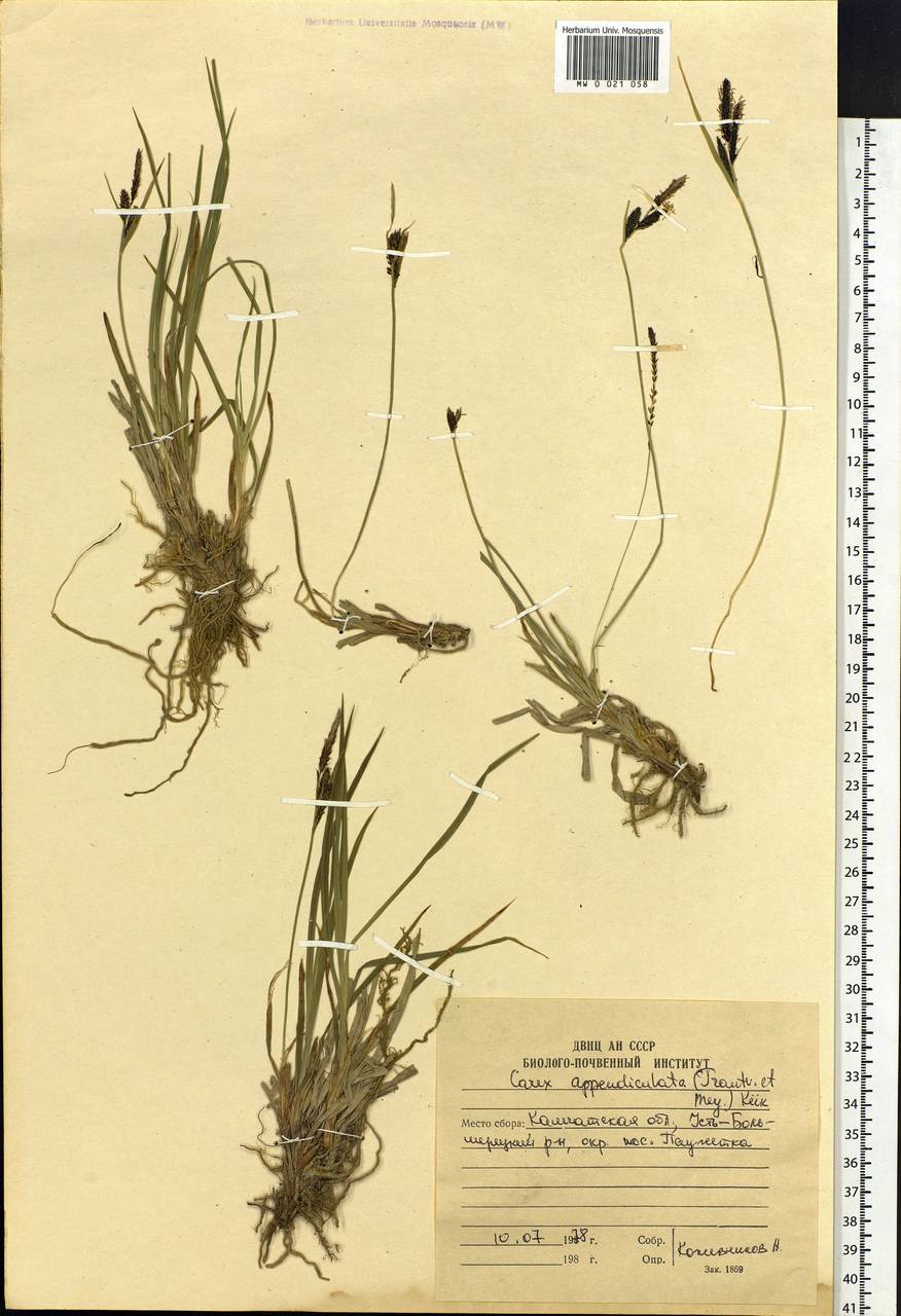 Carex appendiculata (Trautv. & C.A.Mey.) Kük., Siberia, Chukotka & Kamchatka (S7) (Russia)