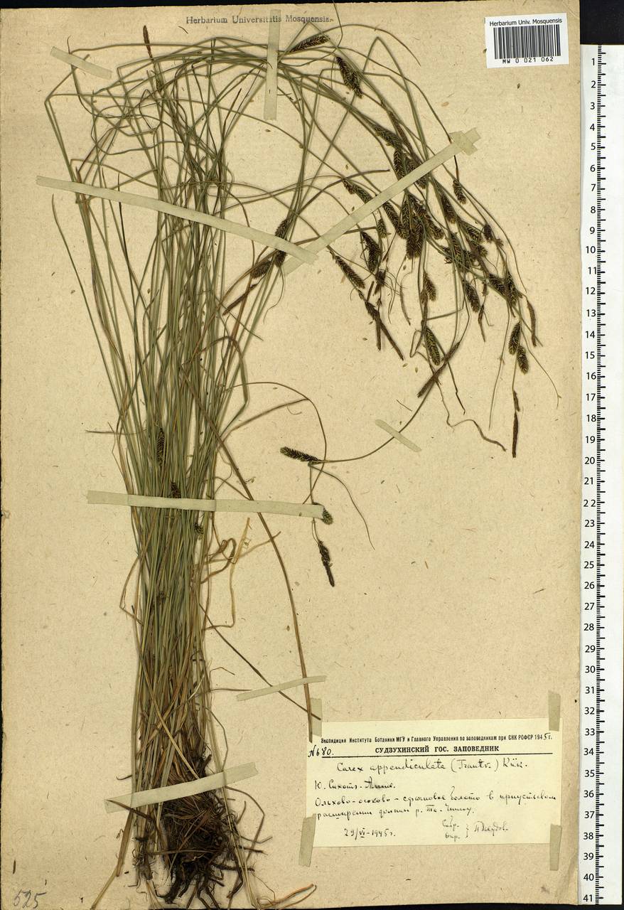 Carex appendiculata (Trautv. & C.A.Mey.) Kük., Siberia, Russian Far East (S6) (Russia)