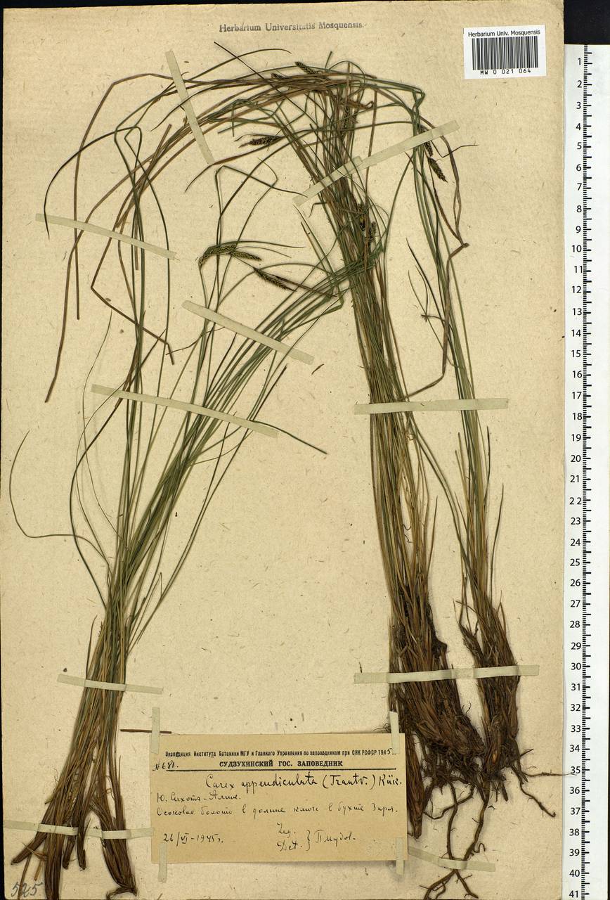 Carex appendiculata (Trautv. & C.A.Mey.) Kük., Siberia, Russian Far East (S6) (Russia)