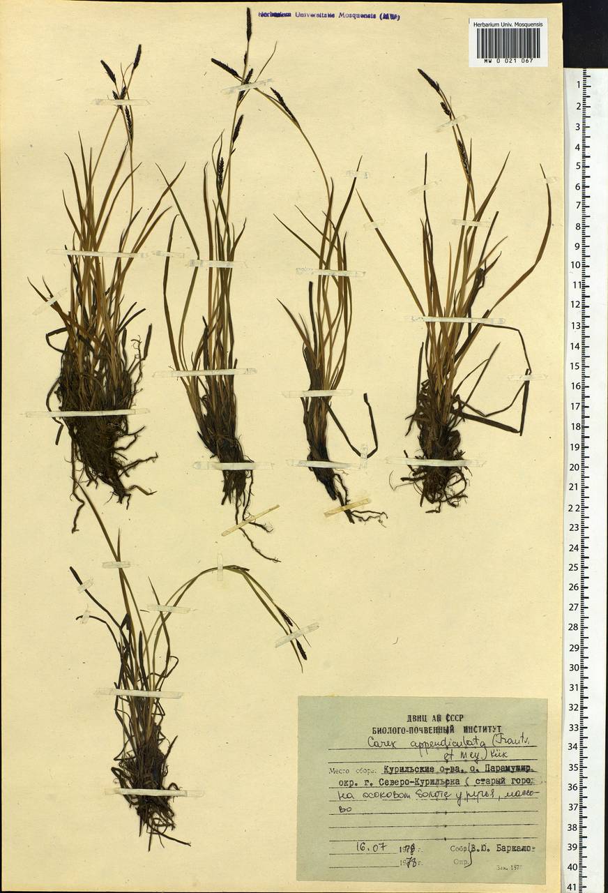 Carex appendiculata (Trautv. & C.A.Mey.) Kük., Siberia, Russian Far East (S6) (Russia)