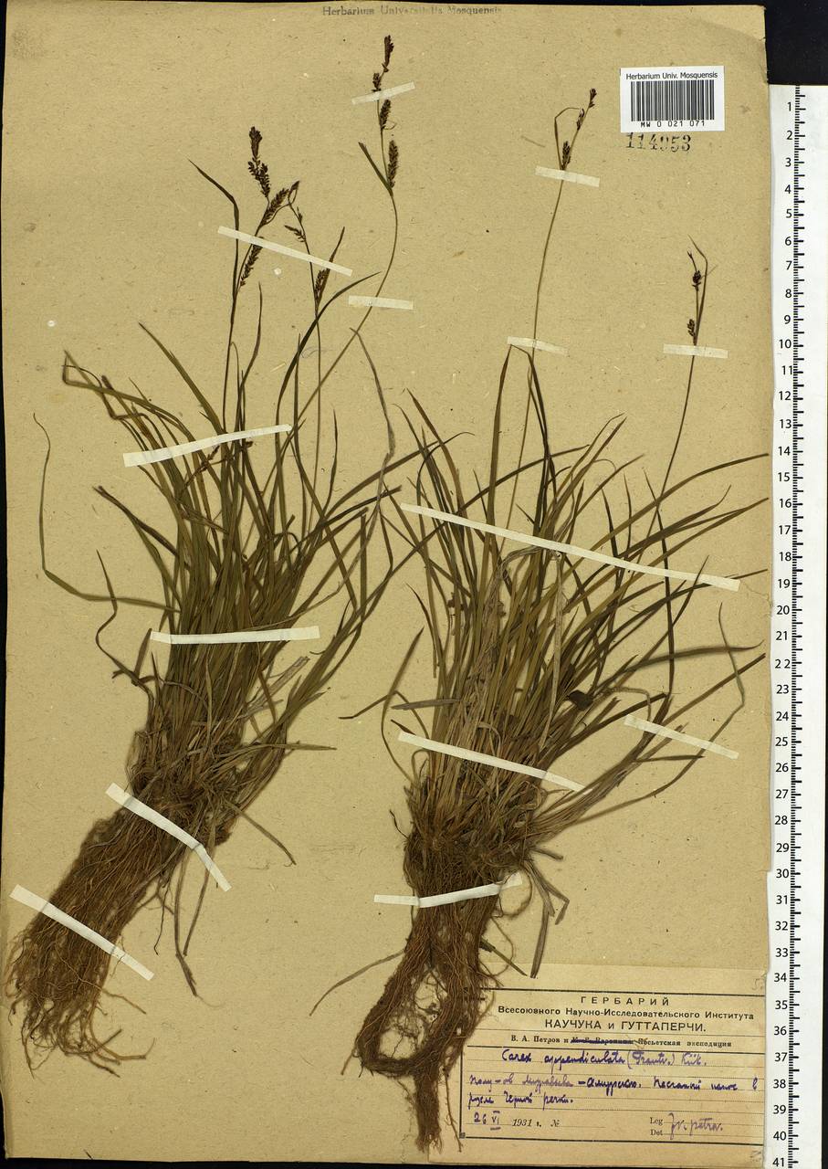 Carex appendiculata (Trautv. & C.A.Mey.) Kük., Siberia, Russian Far East (S6) (Russia)
