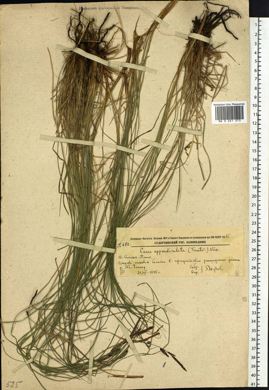 Carex appendiculata (Trautv. & C.A.Mey.) Kük., Siberia, Russian Far East (S6) (Russia)