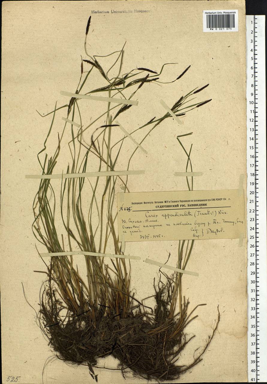 Carex appendiculata (Trautv. & C.A.Mey.) Kük., Siberia, Russian Far East (S6) (Russia)