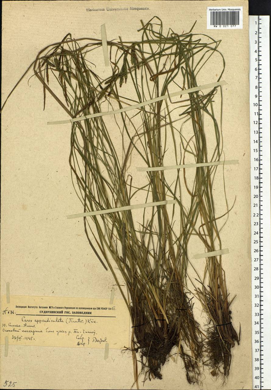 Carex appendiculata (Trautv. & C.A.Mey.) Kük., Siberia, Russian Far East (S6) (Russia)