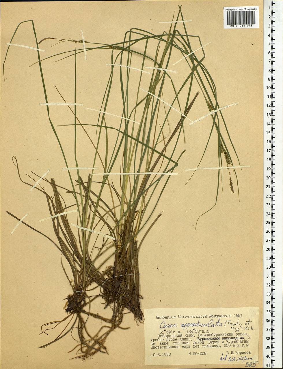 Carex appendiculata (Trautv. & C.A.Mey.) Kük., Siberia, Russian Far East (S6) (Russia)