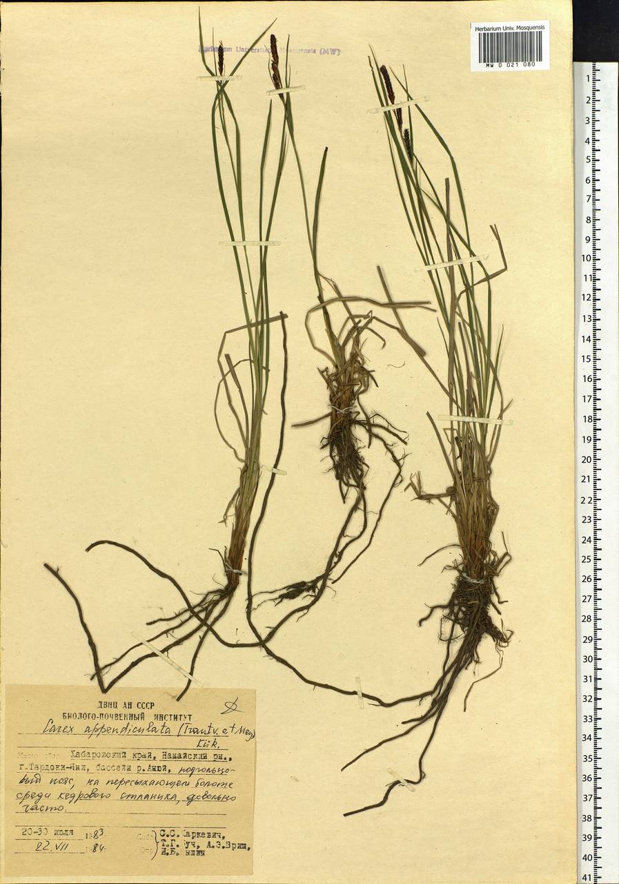 Carex appendiculata (Trautv. & C.A.Mey.) Kük., Siberia, Russian Far East (S6) (Russia)