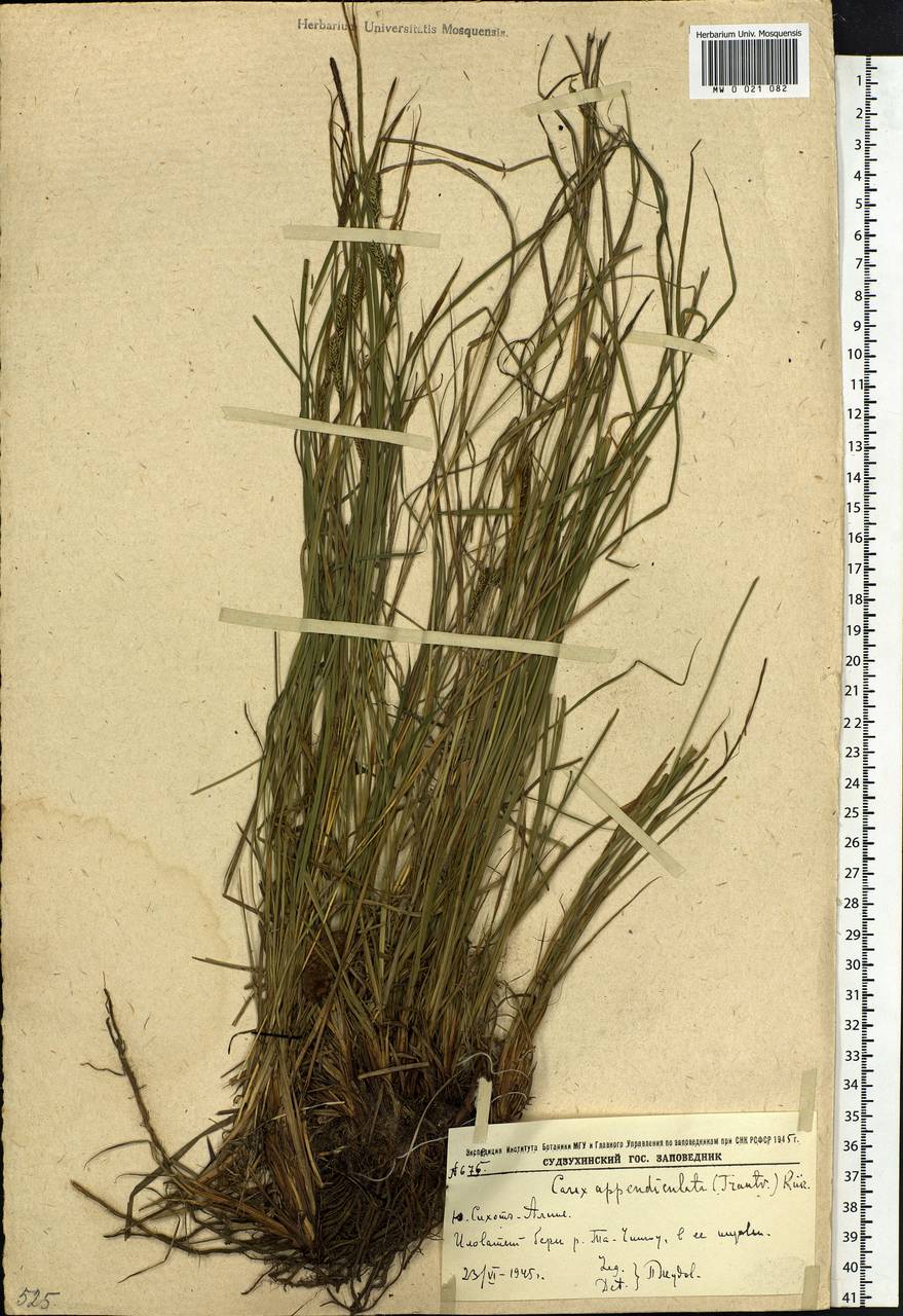 Carex appendiculata (Trautv. & C.A.Mey.) Kük., Siberia, Russian Far East (S6) (Russia)