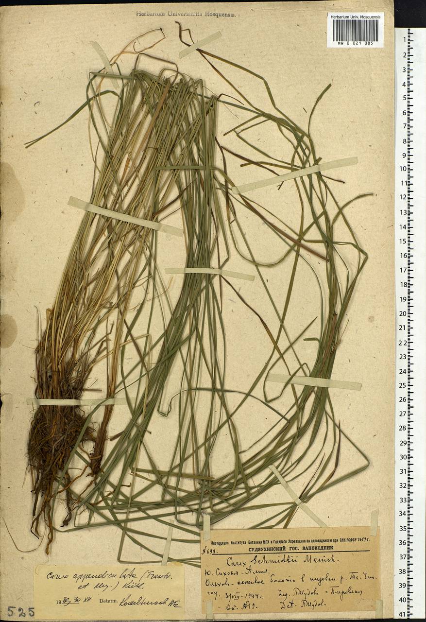 Carex appendiculata (Trautv. & C.A.Mey.) Kük., Siberia, Russian Far East (S6) (Russia)