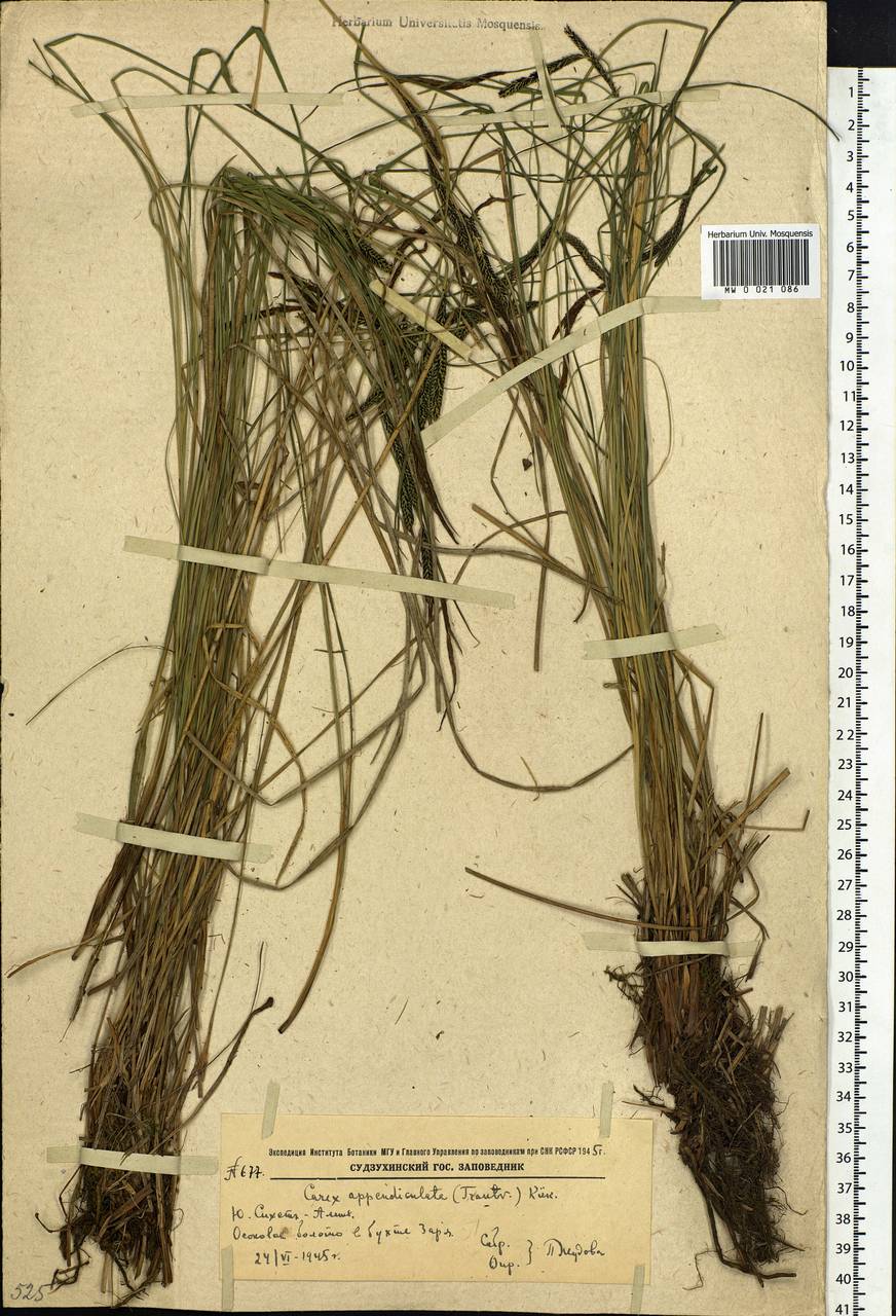 Carex appendiculata (Trautv. & C.A.Mey.) Kük., Siberia, Russian Far East (S6) (Russia)