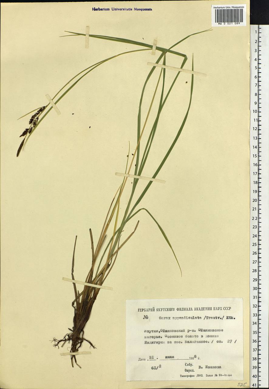 Carex appendiculata (Trautv. & C.A.Mey.) Kük., Siberia, Yakutia (S5) (Russia)